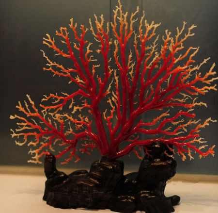 红珊瑚的介绍与保养