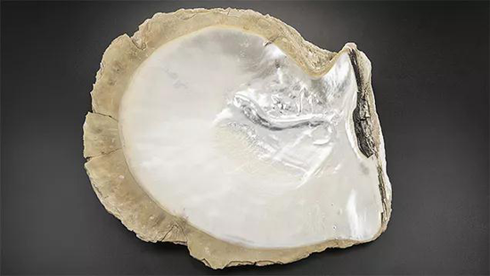 大珠母贝中的一种独特贝附“珍珠”