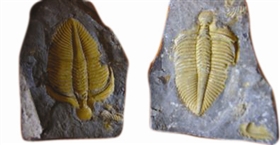 化石里赏亿万年前的昆虫实体