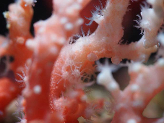 红珊瑚收藏入门：红珊瑚是什么？